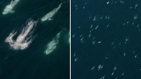 Drone footage captures rare ‘super pod’ of more than 1,500 dolphins off California’s coast – video