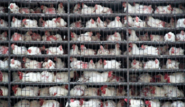 Battery chickens - Photo by mahmut  on Unsplash