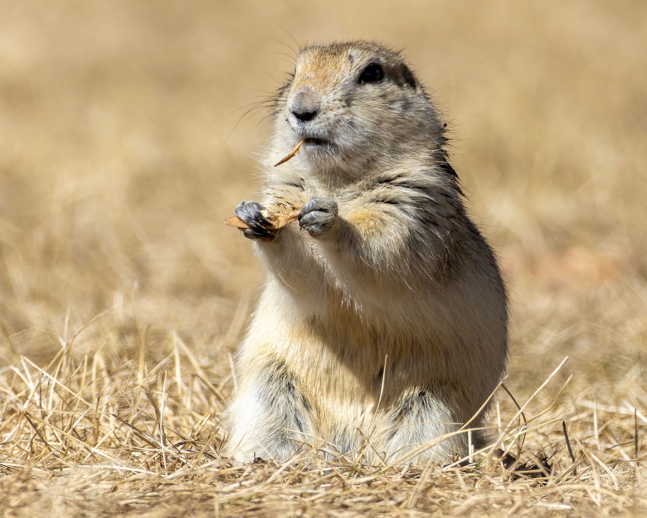 A gopher.