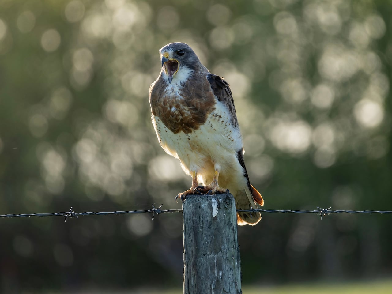 A Swainson's hawk sits on a fence post.