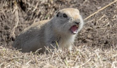 Strychnine delays mean it's 'too late' for gopher control this spring, farmers say