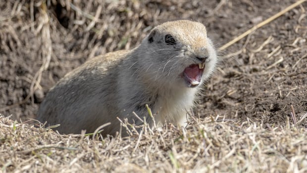 Strychnine delays mean it's 'too late' for gopher control this spring, farmers say