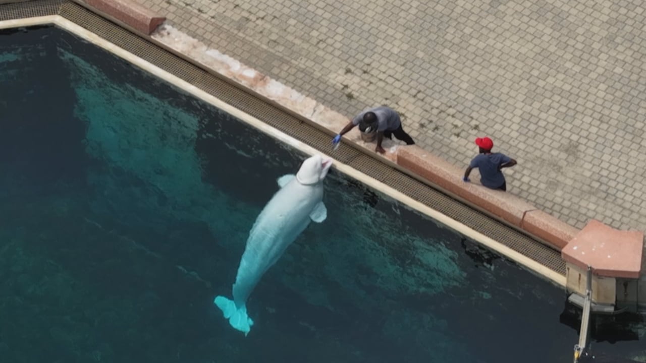 Aerial image of beluga whale being fed by man.