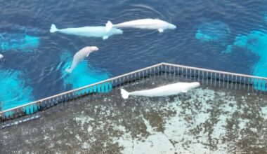 Canada endorses plan to send remaining Marineland belugas to Spain, across U.S.
