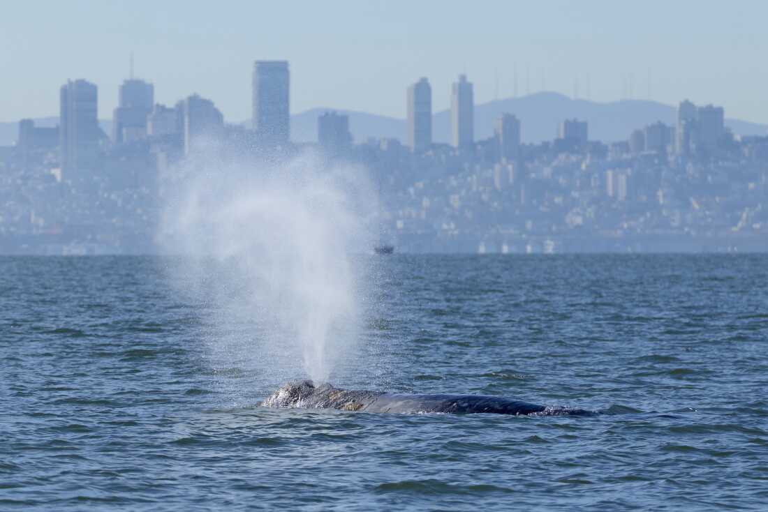 Gray whales are showing up in San Francisco Bay, a detour on their long migrations from Alaska to Mexico. They seem to be searching for food, as changing ocean conditions reduce availability of their normal prey in the Arctic.