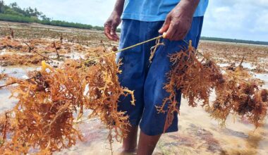 Why sustainable alternatives to plastic are struggling to compete