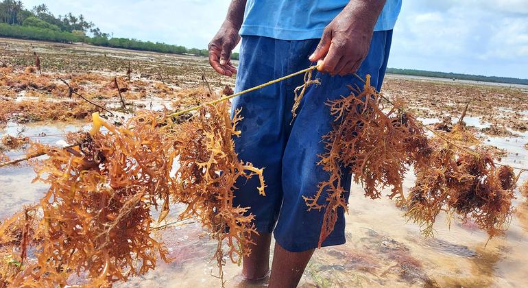 Why sustainable alternatives to plastic are struggling to compete