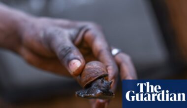 Giving guitarfish a chance: one man’s mission to persuade fishers to farm giant snails instead | Sharks