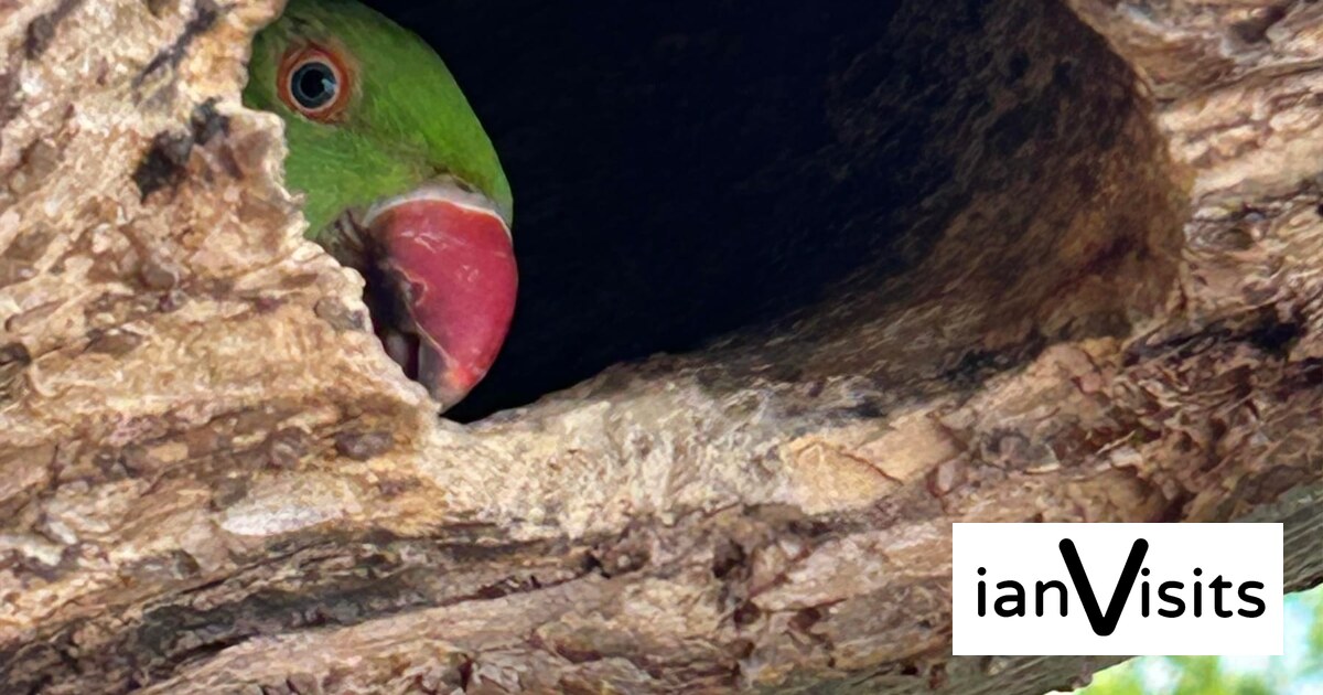 Parakeet peeking from tree wins London wildlife photo contest
