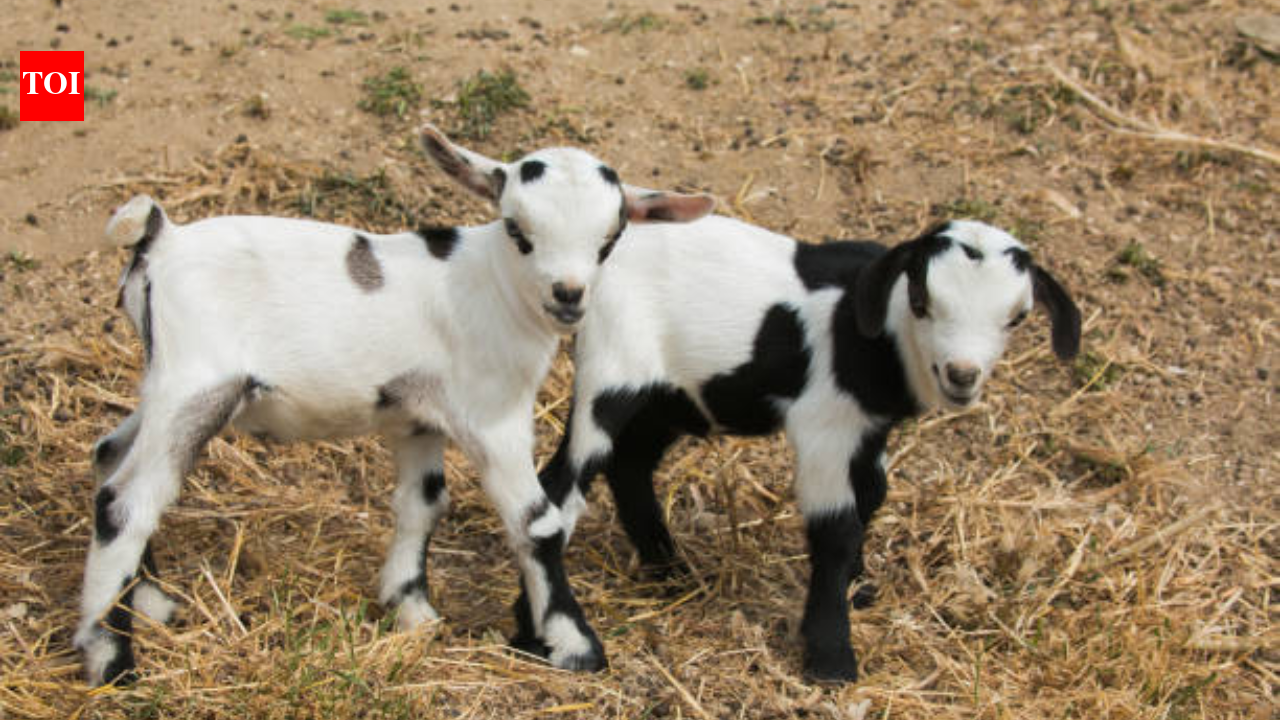 Gina Moore Cougar Rescue: Canadian farmer fights off a cougar to save her baby goat: "I knew there was a chance that the cougar would turn on me..."