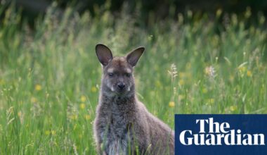 Country diary: Our island’s wandering wallabies come at a cost | Wildlife