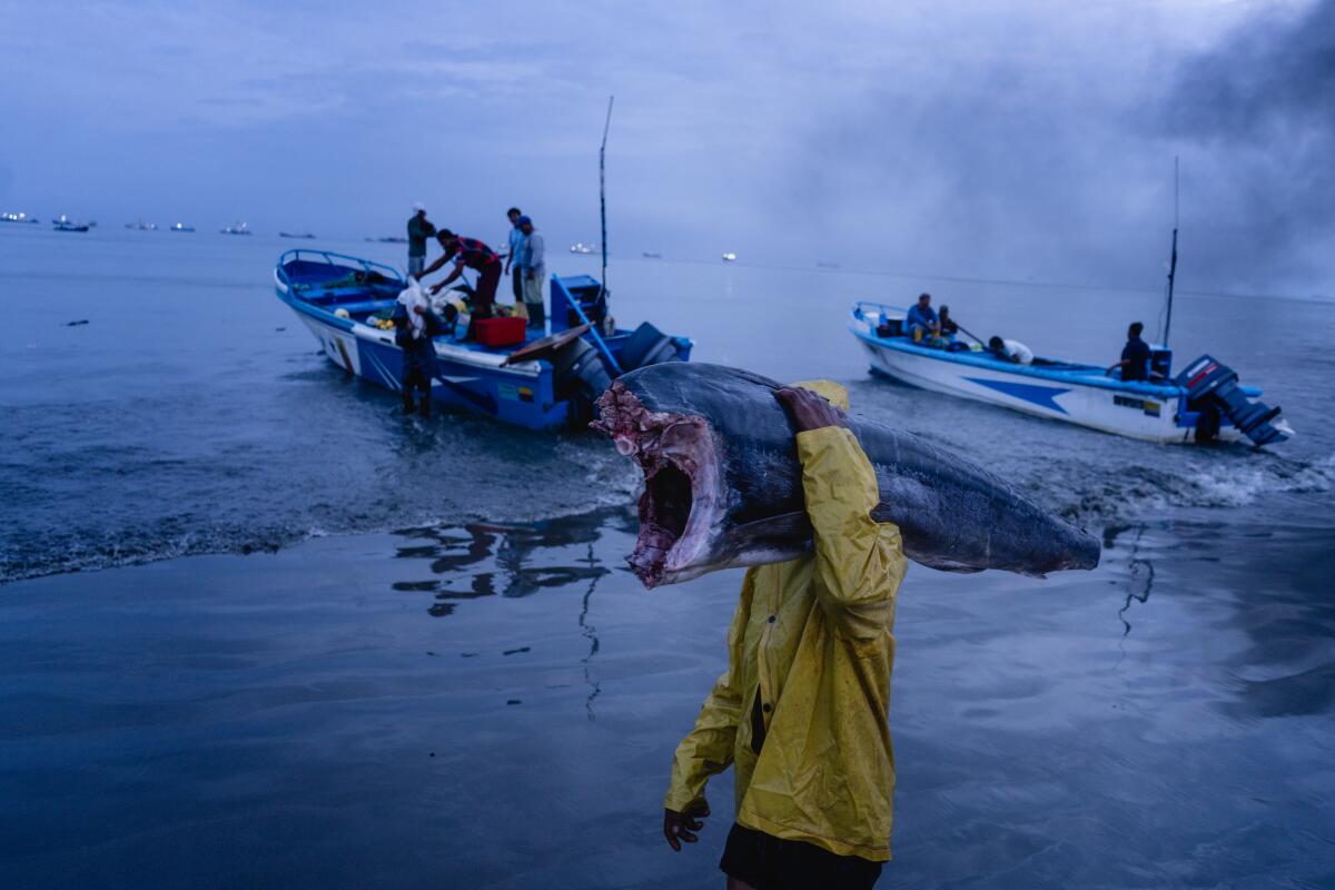 Fishermen carry fish from their boats