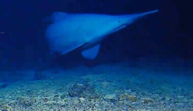 A goblin shark in the Tonga Trench. Credit: Minderoo-UWA Deep-Sea Research Centre and Inkfish