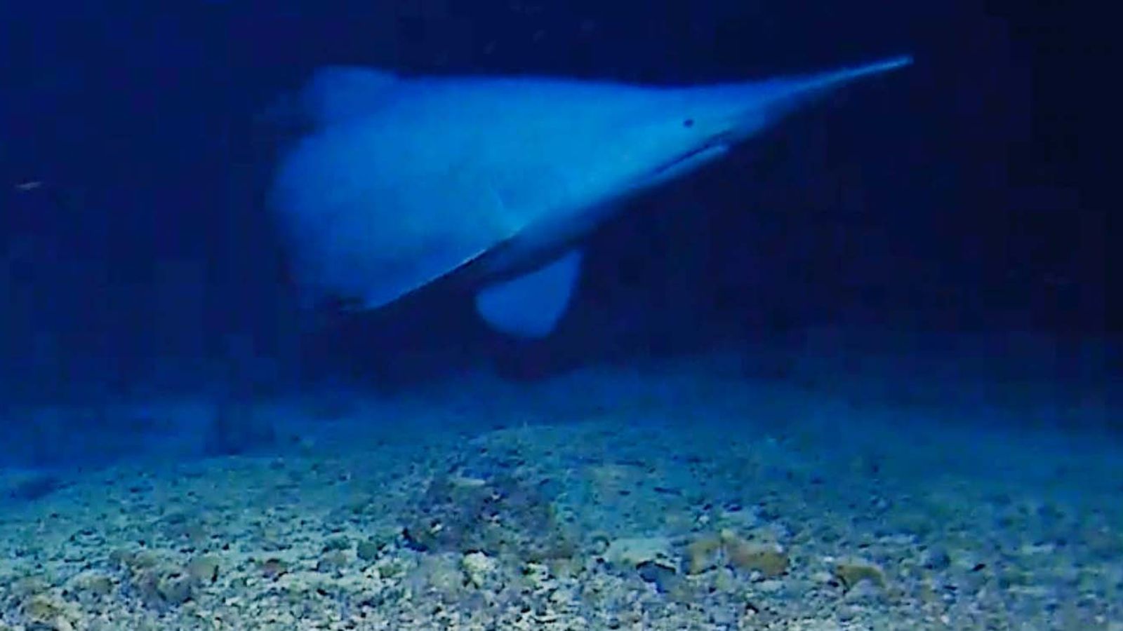 A goblin shark in the Tonga Trench. Credit: Minderoo-UWA Deep-Sea Research Centre and Inkfish