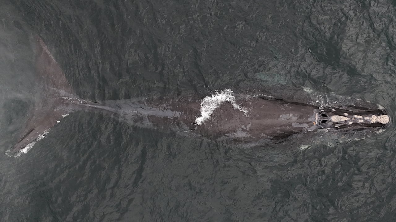 Overhead view of a right whale in the water