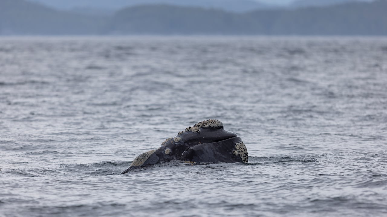 A North Pacific right whale sticking its head out of the water