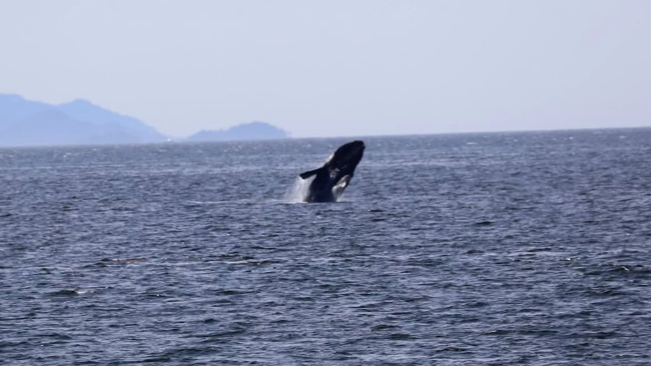 Whale breaching