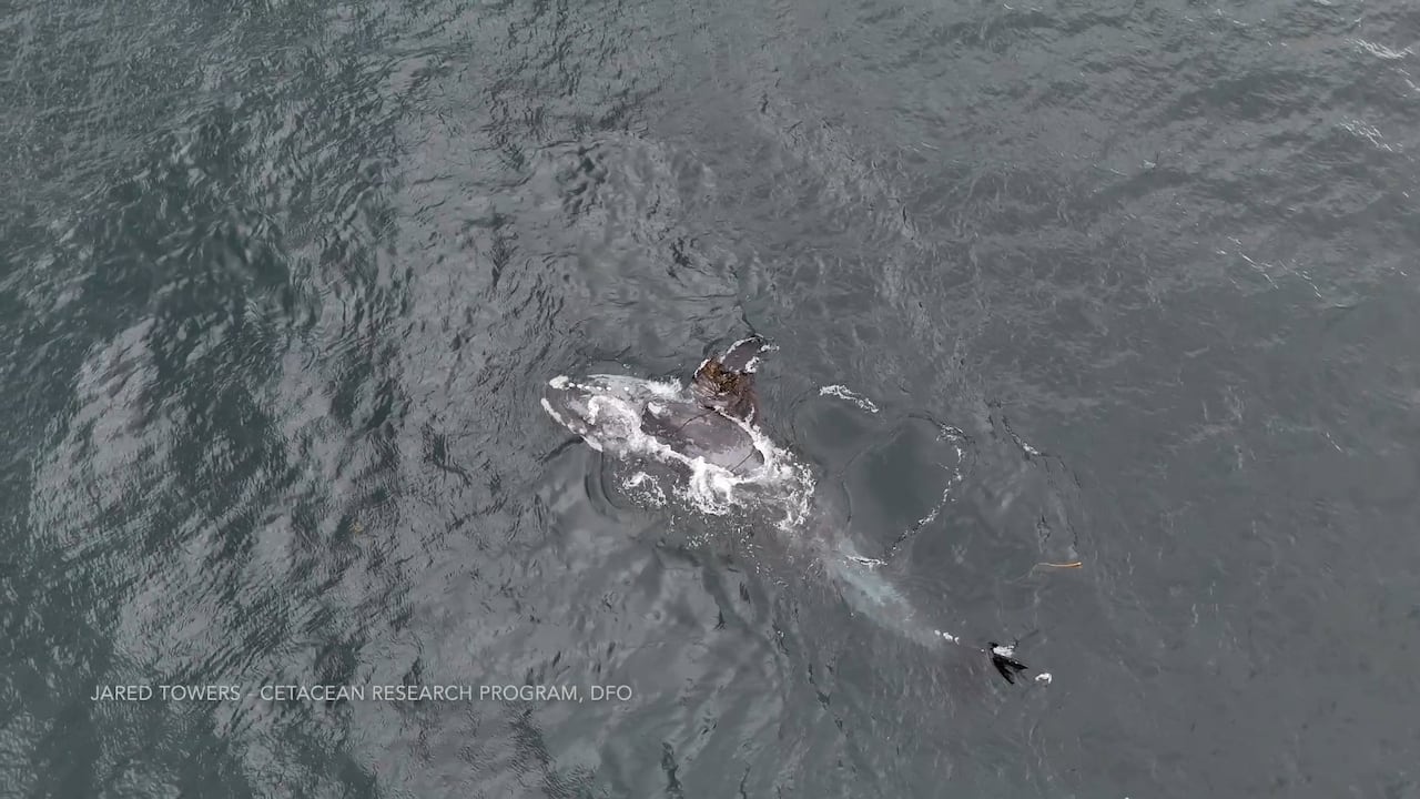 A whale swimming near the surface