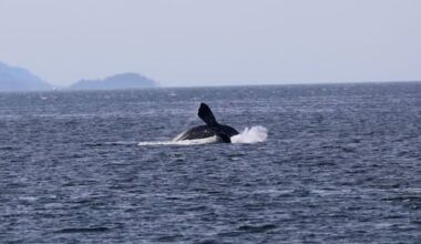 'Very rare whale': Endangered North Pacific right whale photographed in B.C.