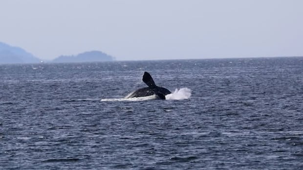 'Very rare whale': Endangered North Pacific right whale photographed in B.C.