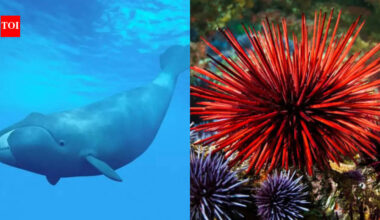 The longest-living animals on Earth: These remarkable creatures can survive for 200 years and some even longer