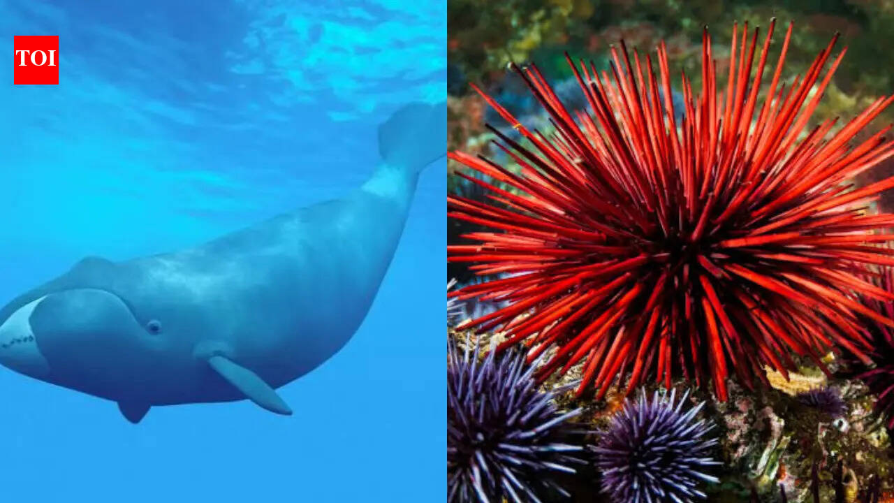 The longest-living animals on Earth: These remarkable creatures can survive for 200 years and some even longer