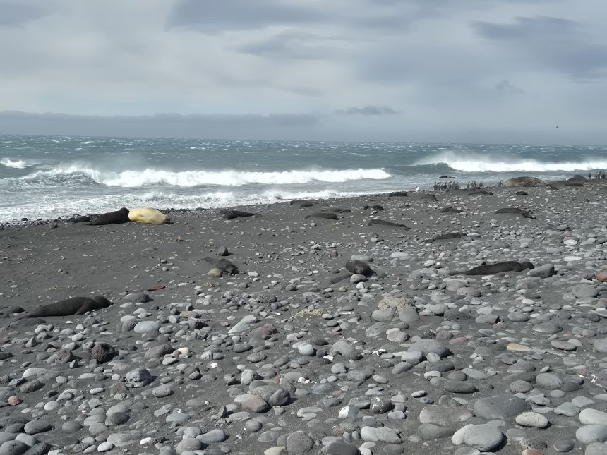 Wildlife experts assessed a H5 bird flu mass mortality event among southern elephant seals at Capsize Beach, Paddick area of Heard Island, Australia in October 2025.