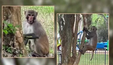 Monkey hangs around at Mount Dora's Gilbert Park