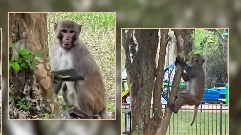 Monkey hangs around at Mount Dora's Gilbert Park