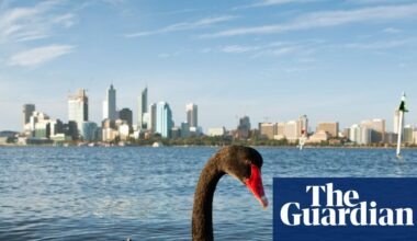 Tasmanian devils, swift parrots, black swans: the animals at risk if bird flu takes off in Australia | Australia news