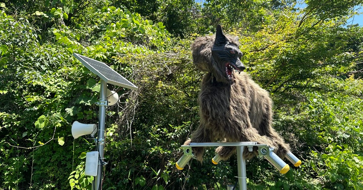 Family Mart Japan installs red-eyed “Monster Wolf” to keep bears away from convenience store