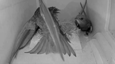 Three swifts fight over the use of a nest box – video