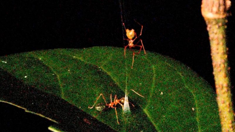 Spider’s spring-loaded trap launches prey into its web
