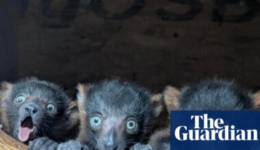 Week in wildlife: a lazy sea lion, baby ospreys and rare lemur quads - The Guardian