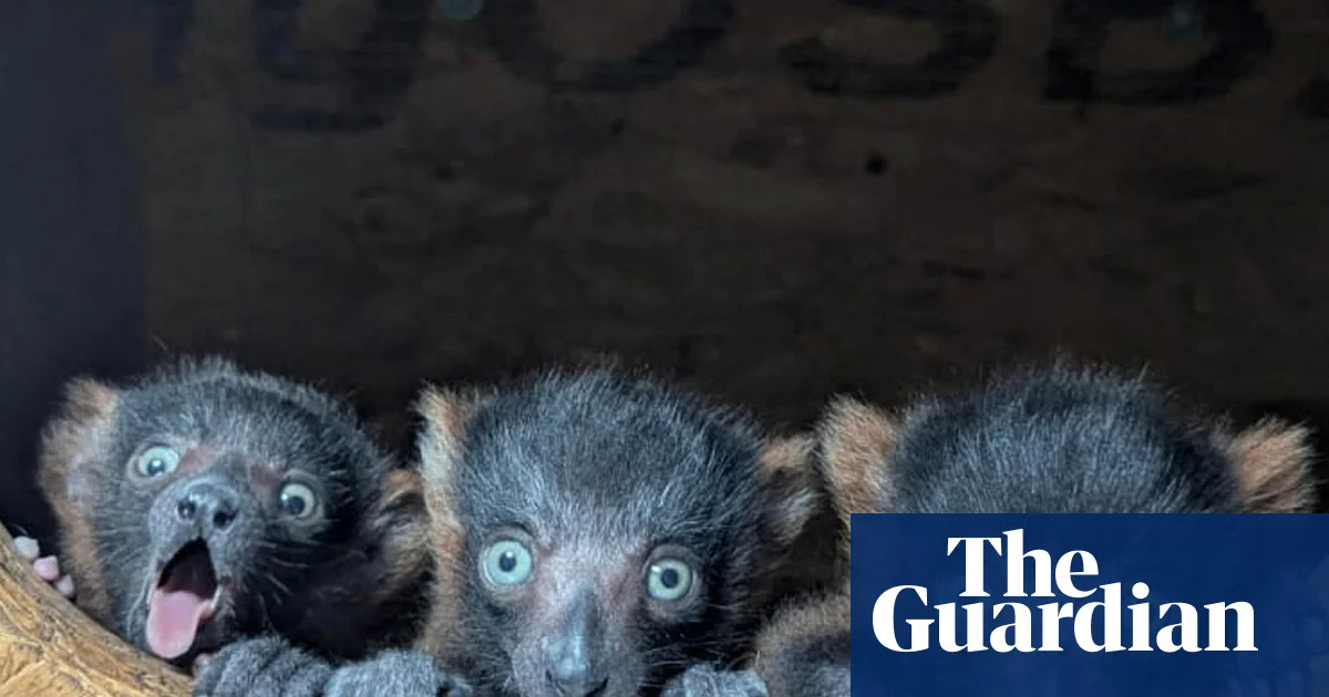 Week in wildlife: a lazy sea lion, baby ospreys and rare lemur quads - The Guardian
