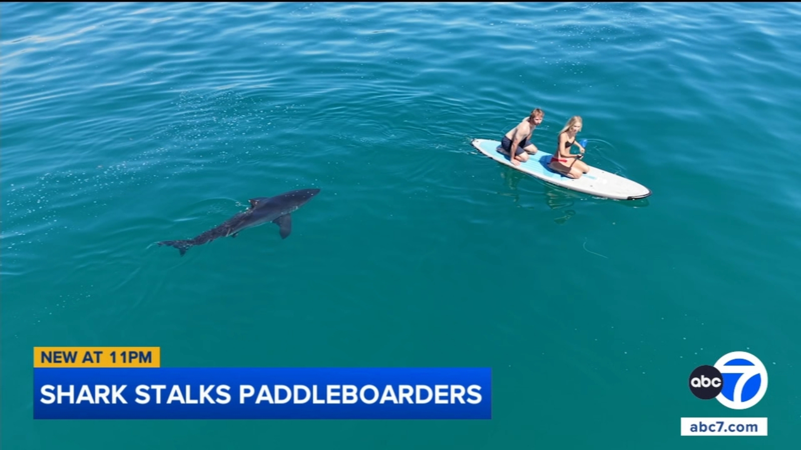 Shark stalks paddleboarders off Santa Barbara coast, drone video shows