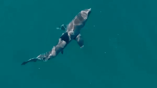 Drone footage taken of a shark off Coogee Beach in Sydney on Saturday.
