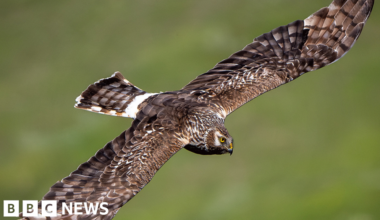 Ruabon moors dubbed 'Bermuda Triangle' for hen harriers going missing - BBC