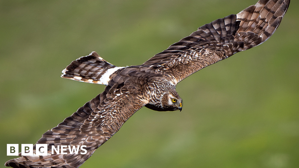 Ruabon moors dubbed 'Bermuda Triangle' for hen harriers going missing - BBC