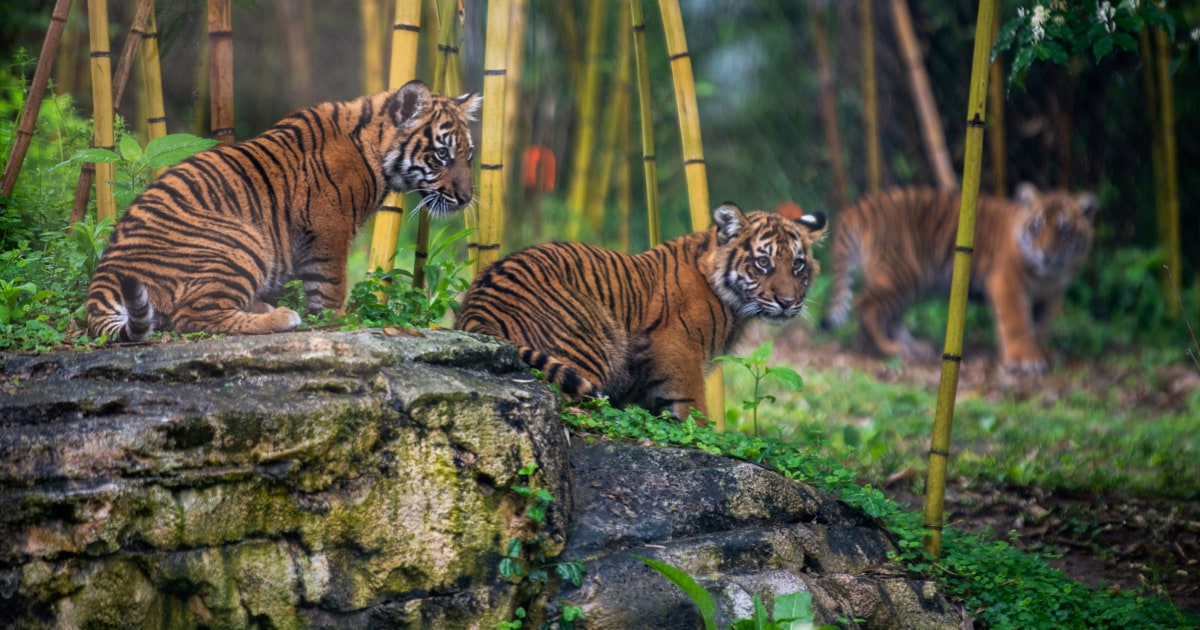 Nashville Zoo tries to halt proposed AI data center