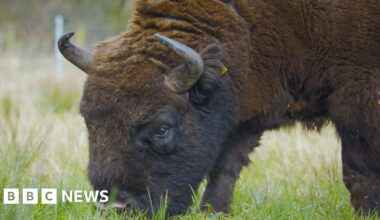 Bison herd roams Cumbrian estate in habitat restoration scheme - BBC