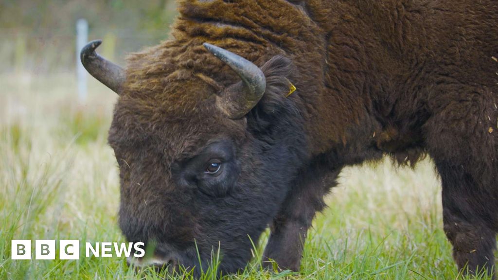 Bison herd roams Cumbrian estate in habitat restoration scheme - BBC