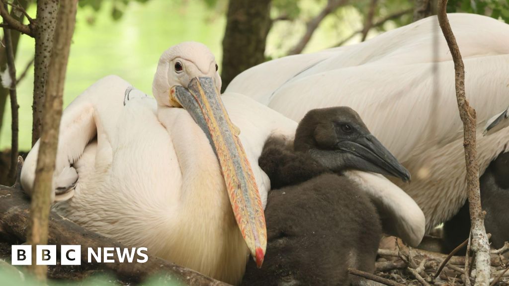 St James's Park pelicans hatch first chicks - BBC