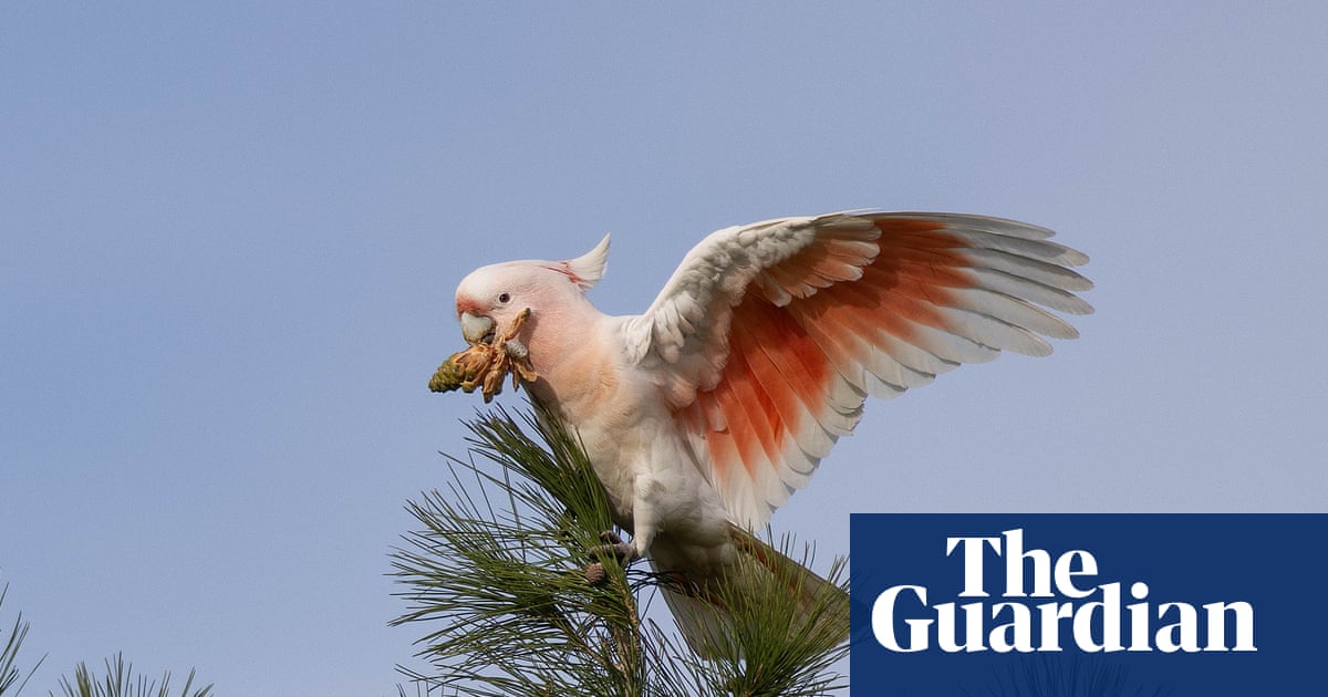 ‘Flamin’ cockatoos’ have lost much of their habitat to bushfires. Can the species survive? | Birds
