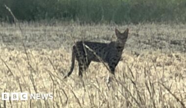 Wildlife rescue group hunting for big cat in Bramerton, Norfolk - BBC
