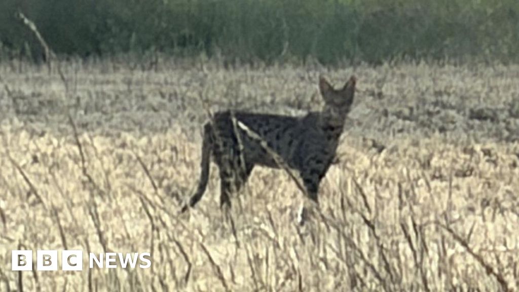 Wildlife rescue group hunting for big cat in Bramerton, Norfolk - BBC
