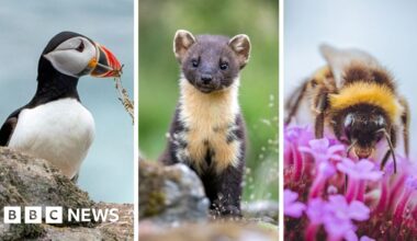 Puffin and bumblebee among 18 creatures shortlisted to feature on banknotes - BBC