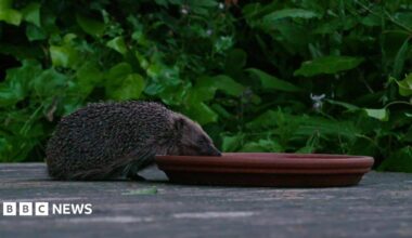 Hedgehog drinking from a shallow dish on a wooden deck, with dense green foliage behind.