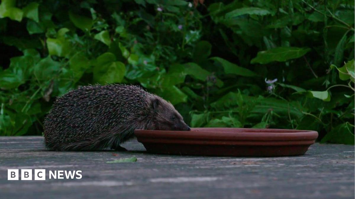 Hedgehog drinking from a shallow dish on a wooden deck, with dense green foliage behind.