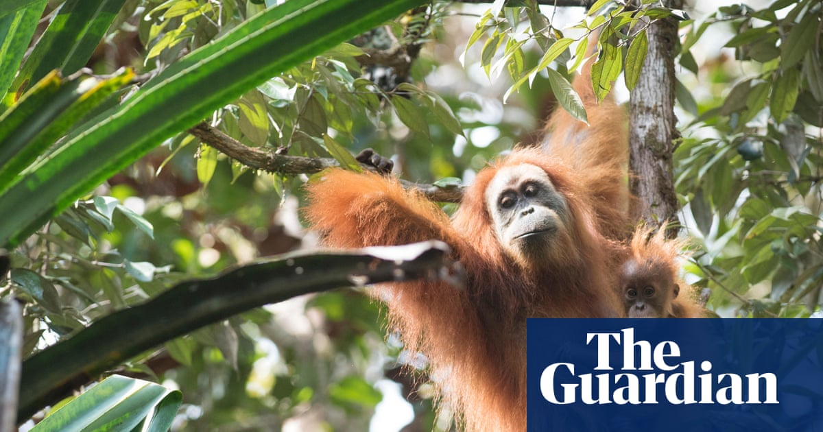 Four days of extreme rain in Indonesia killed 7% of world’s rarest great apes, study finds | Extreme weather
